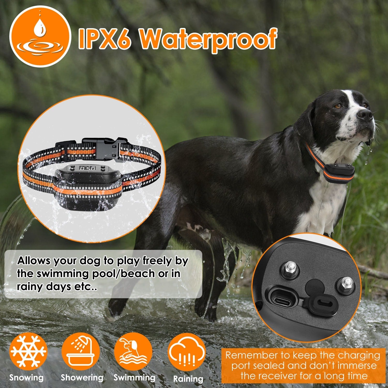 Dog wearing an IPX6 waterproof dog collar with charging port details, outdoors.