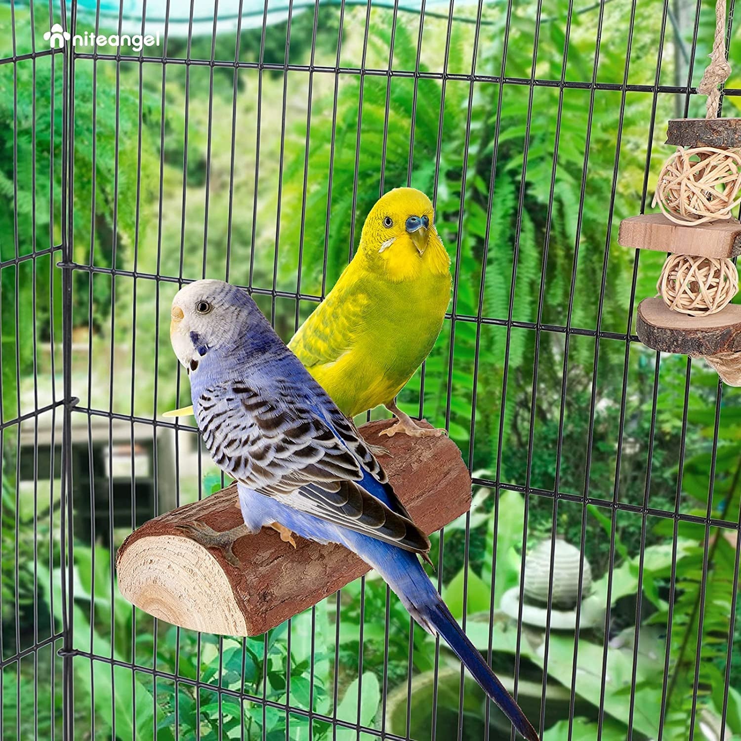 Two parakeets in a cage with greenery in the background