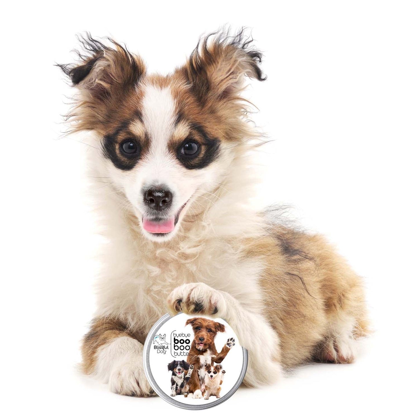 Small dog with a circular product featuring images of dogs on a white background