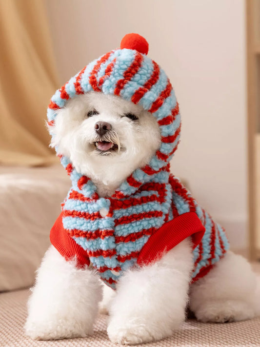 Small white dog wearing a red and blue striped sweater and hood.