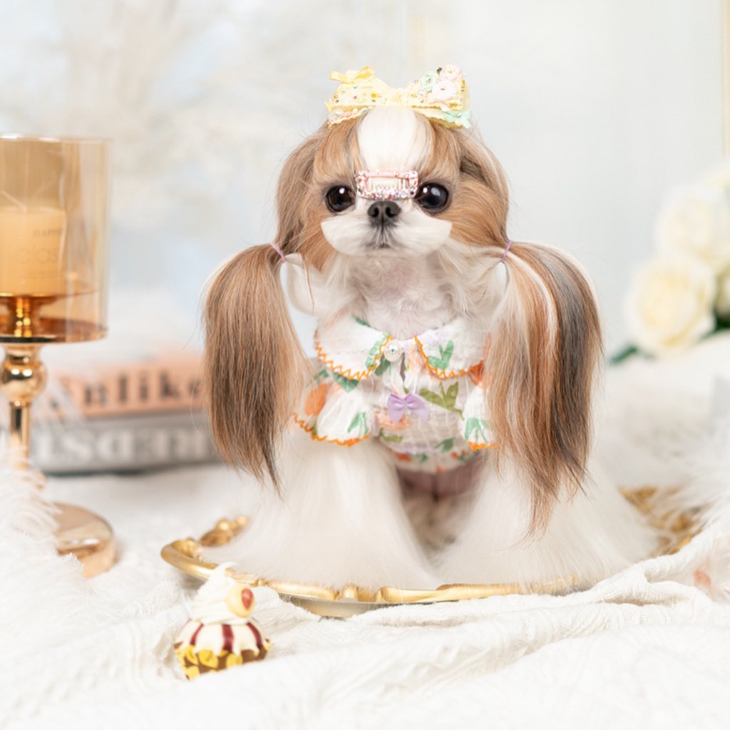 Small dog with styled hair and a decorative headband on a soft, light-colored surface.