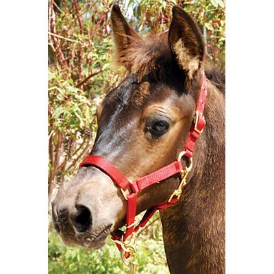 Horse wearing a red halter with a natural background