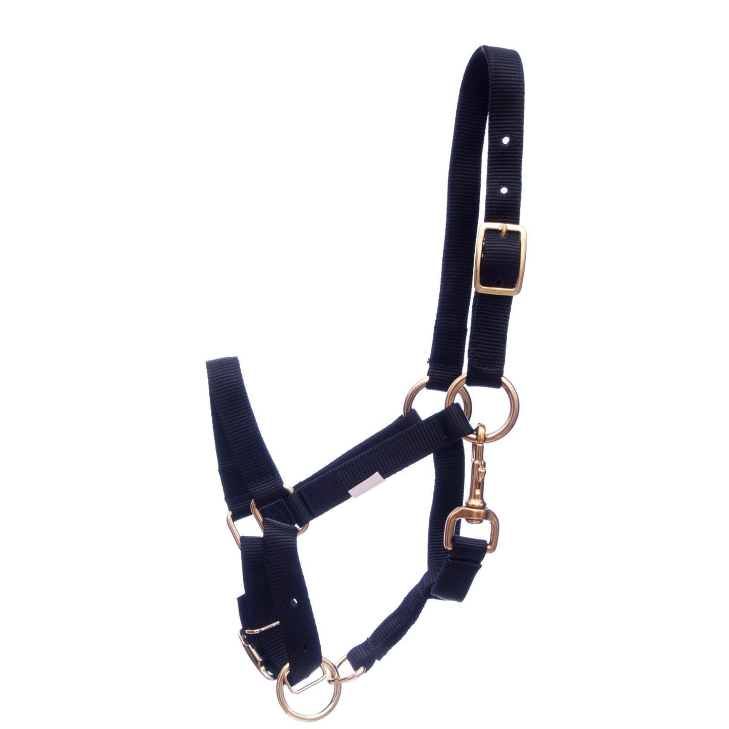 Navy blue horse halter with gold hardware on a white background