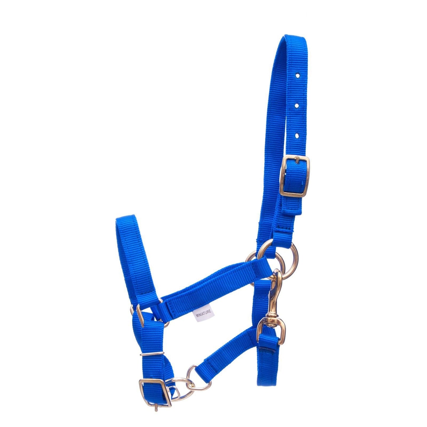 Blue horse halter with metal hardware on a white background