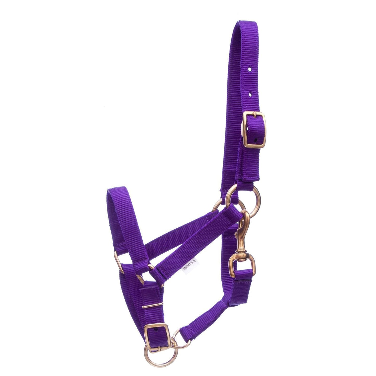 Purple horse halter with gold hardware on a white background