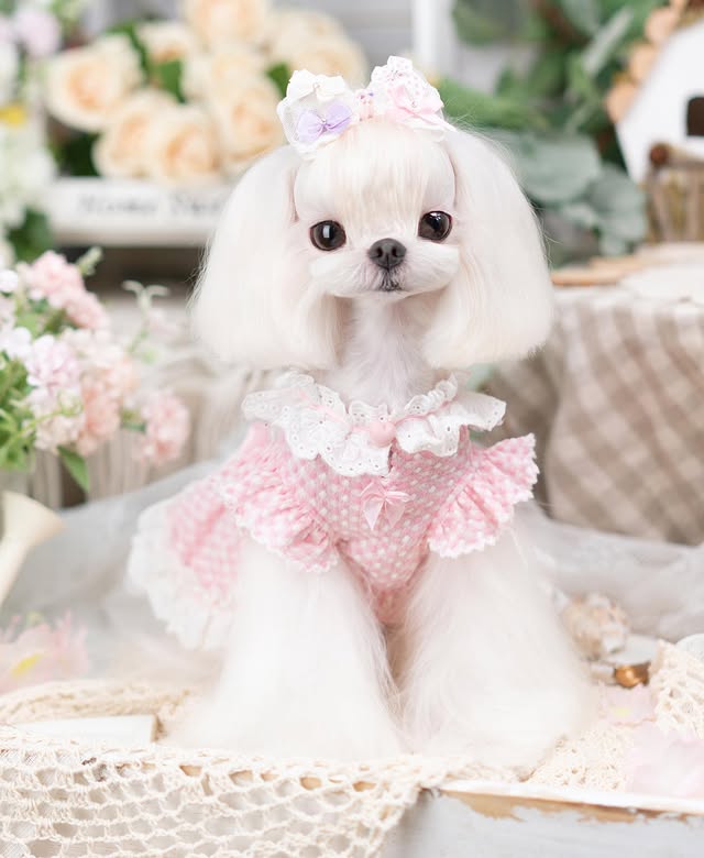 Small white dog wearing a pink outfit with floral decorations in a decorative setting.
