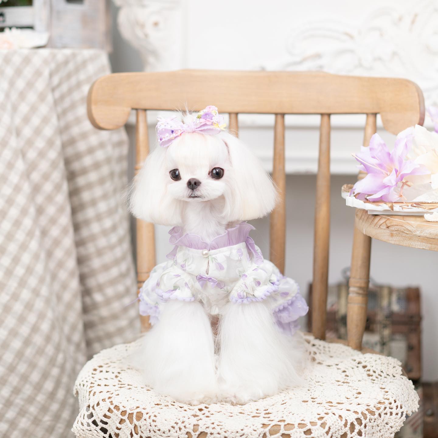 Small white dog wearing a purple dress sitting on a wooden chair.