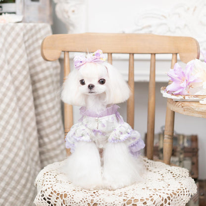 Small white dog wearing a purple dress sitting on a wooden chair.