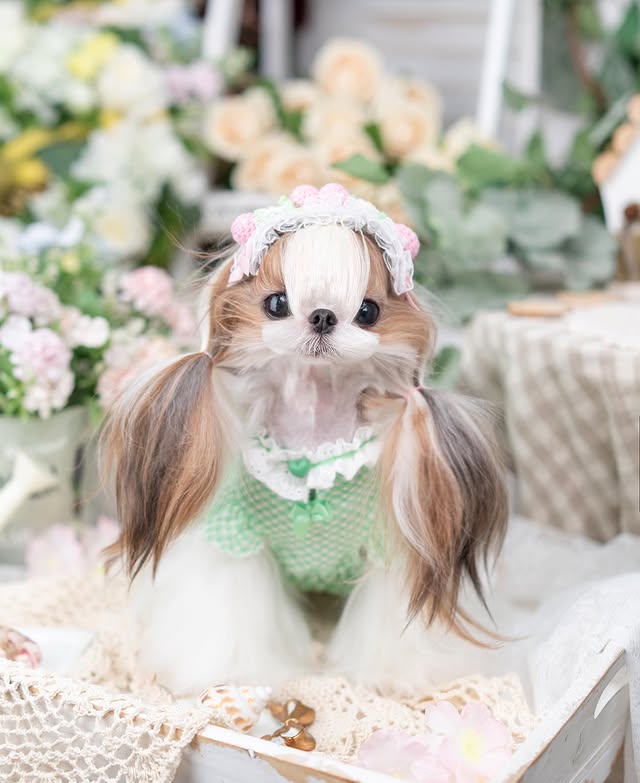 Small dog with a decorative headband and green outfit sitting in a decorated room.