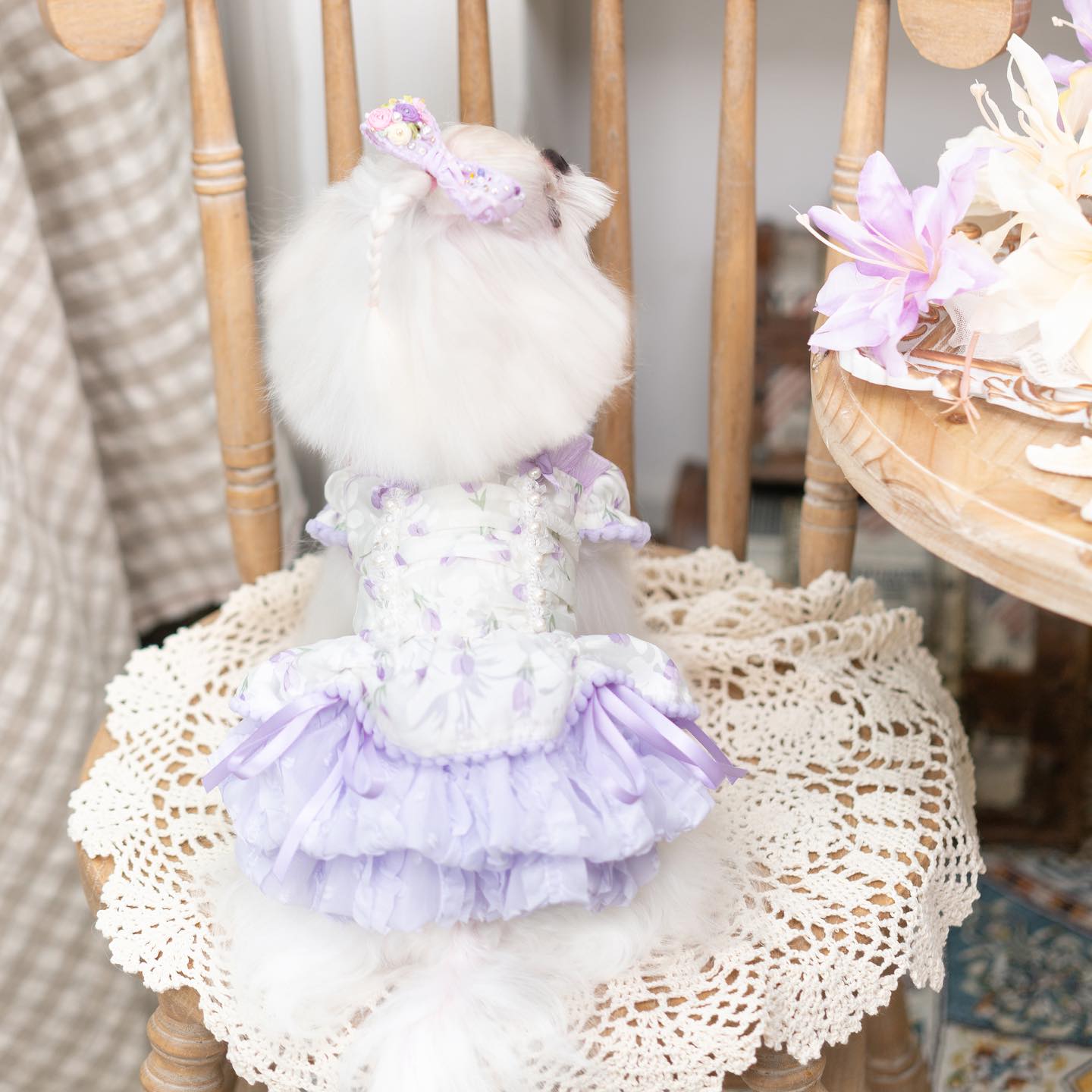 Small white dog in a purple outfit sitting on a wooden chair with a lace doily.