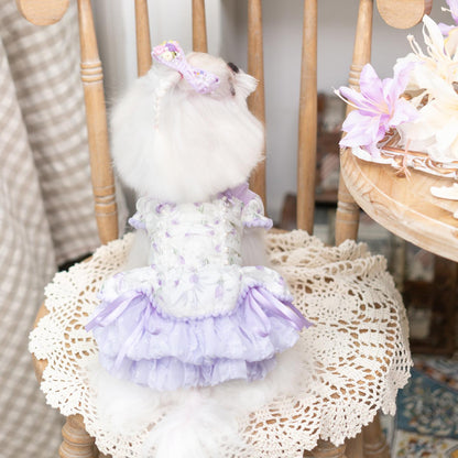 Small white dog in a purple outfit sitting on a wooden chair with a lace doily.