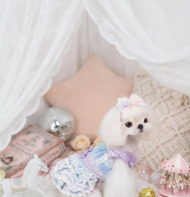 Small white dog in a decorative setting with pastel colors and soft focus