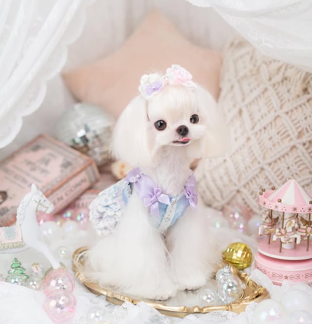 Small white dog wearing a decorative outfit with a pink castle and unicorn toy in the background