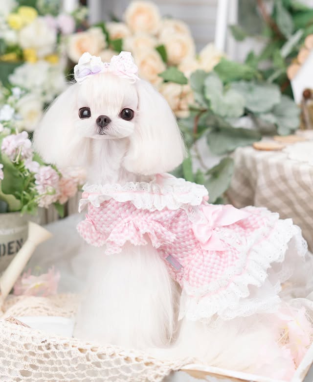 Small white dog wearing a pink lace dress sitting on a floral background
