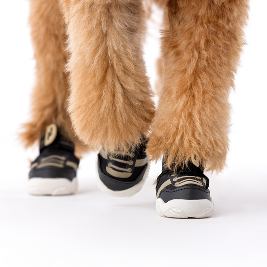 Dog wearing black sneakers with white soles on a white background