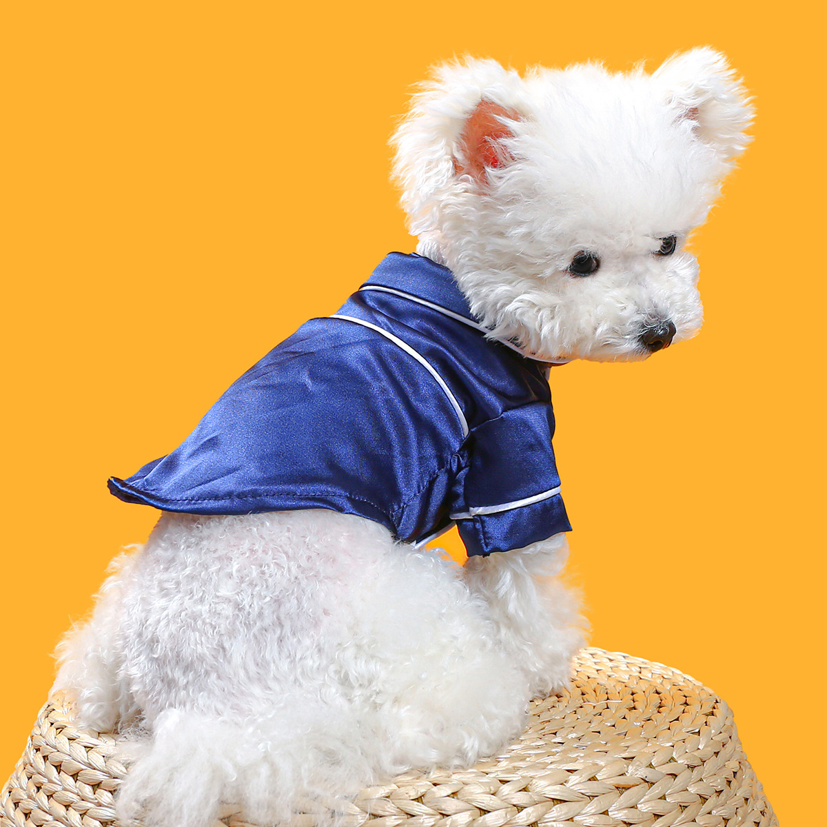 Small white dog wearing a blue jacket on a yellow background