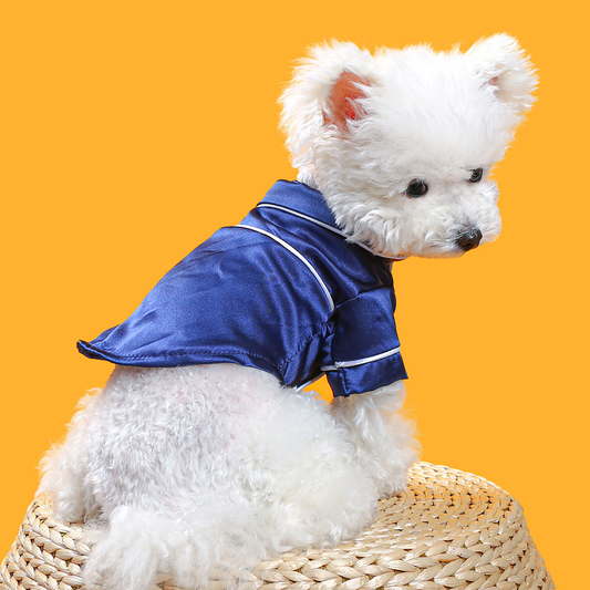 Small white dog wearing a blue jacket on a yellow background