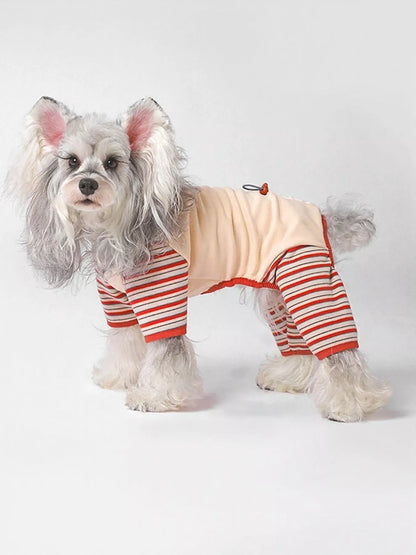 Small dog wearing a striped outfit on a white background