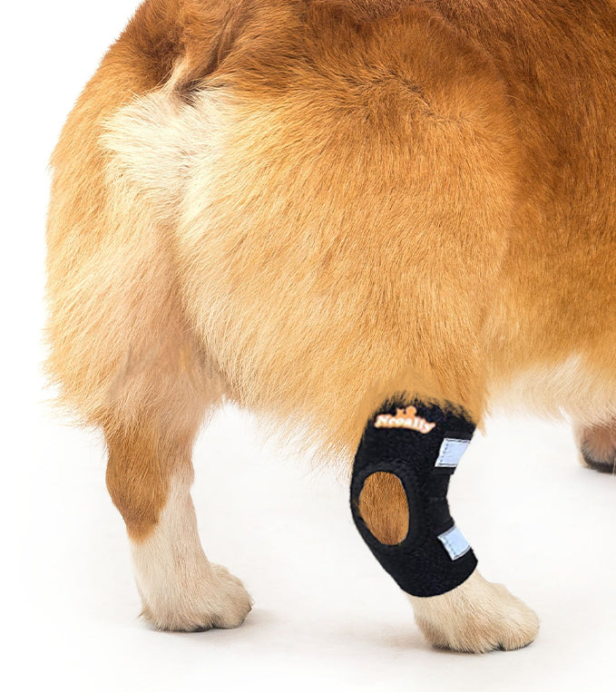 Dog wearing a black knee brace on a white background