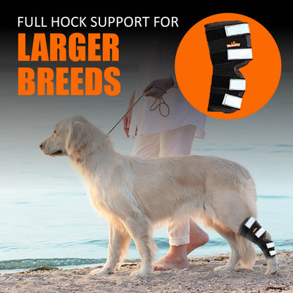Dog with a full hock support on a beach, with text 'Full Hock Support for Larger Breeds' and an inset image of the support.