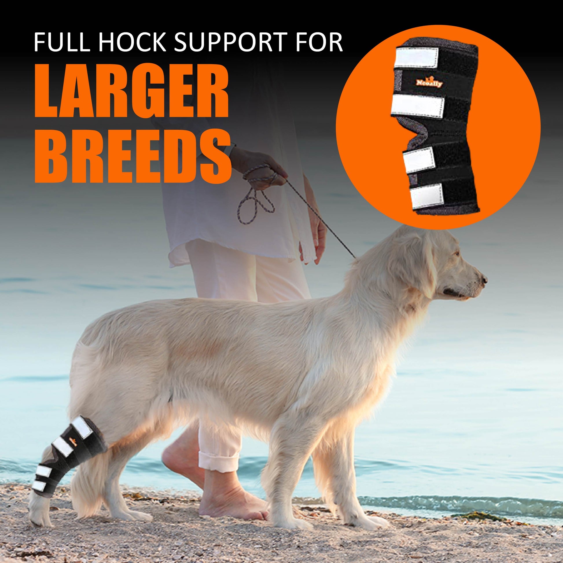 Dog wearing a full hock support brace with text 'Full Hock Support for Larger Breeds' on a beach background.