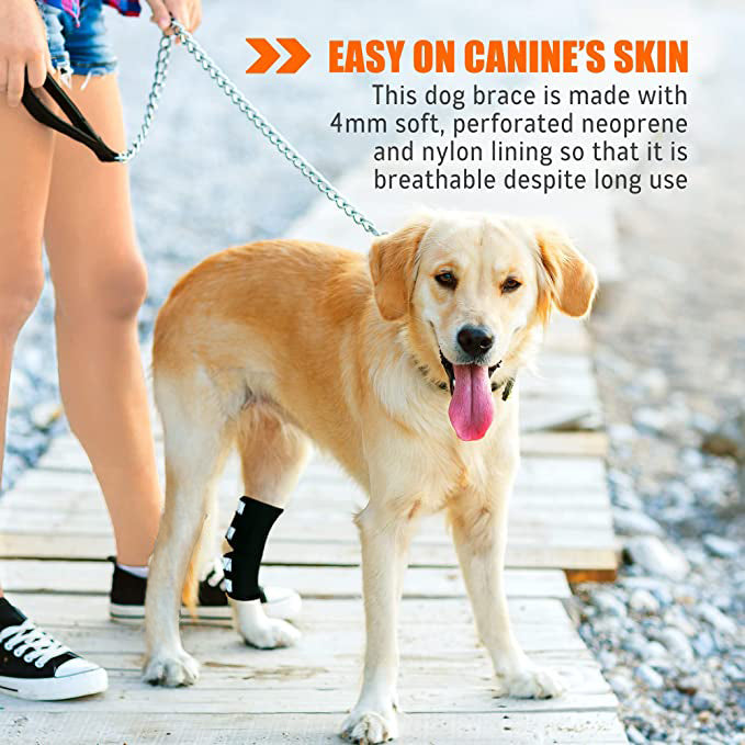 Dog standing on a wooden boardwalk with text about a dog brace
