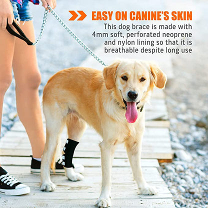 Dog standing on a wooden boardwalk with text about a dog brace
