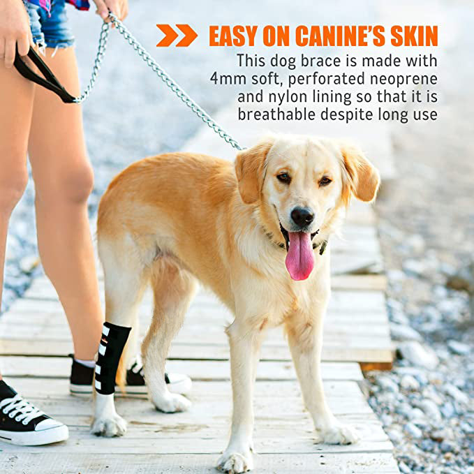 Dog wearing a brace on a wooden boardwalk with text about the product's features.