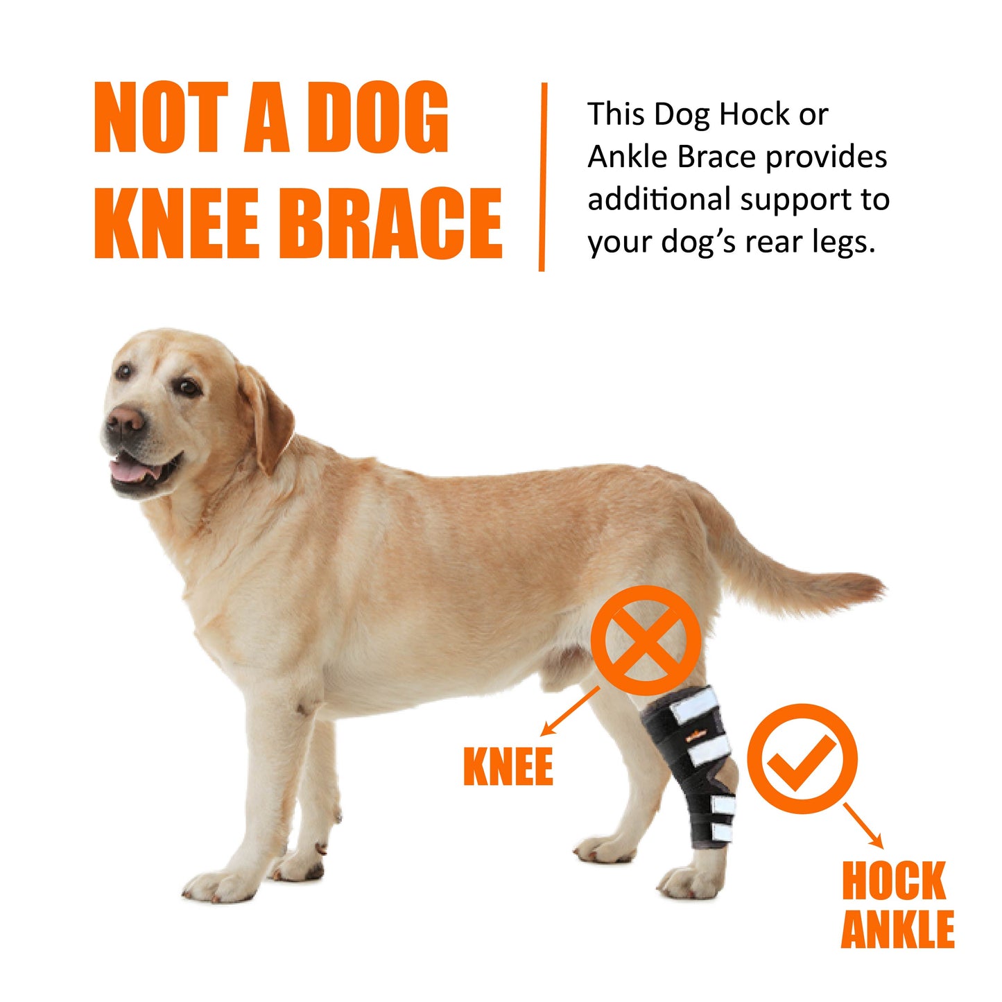 Dog wearing a hock and ankle brace with text explaining its use.
