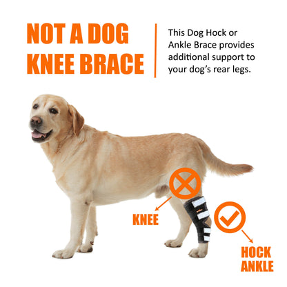Dog wearing a hock and ankle brace with text explaining its use.