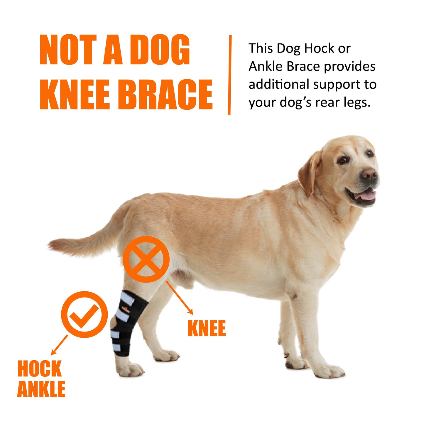 Dog wearing a hock and ankle brace with text explaining it's for support, not a knee brace.