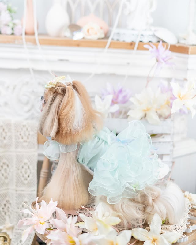 Small dog in a decorative outfit with flowers and ribbons on a white background