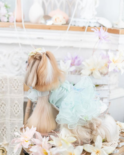 Small dog in a decorative outfit with flowers and ribbons on a white background