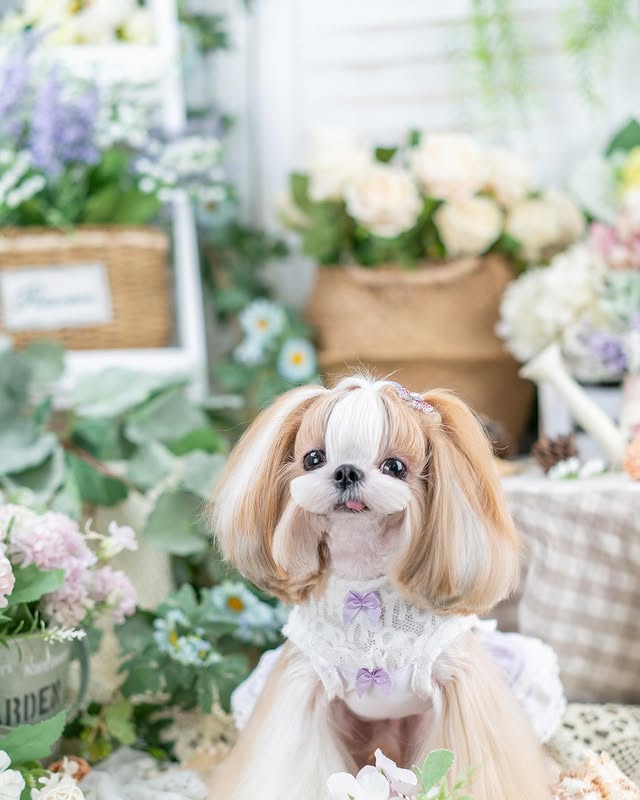 Small dog with a bow tie sitting among flowers and plants