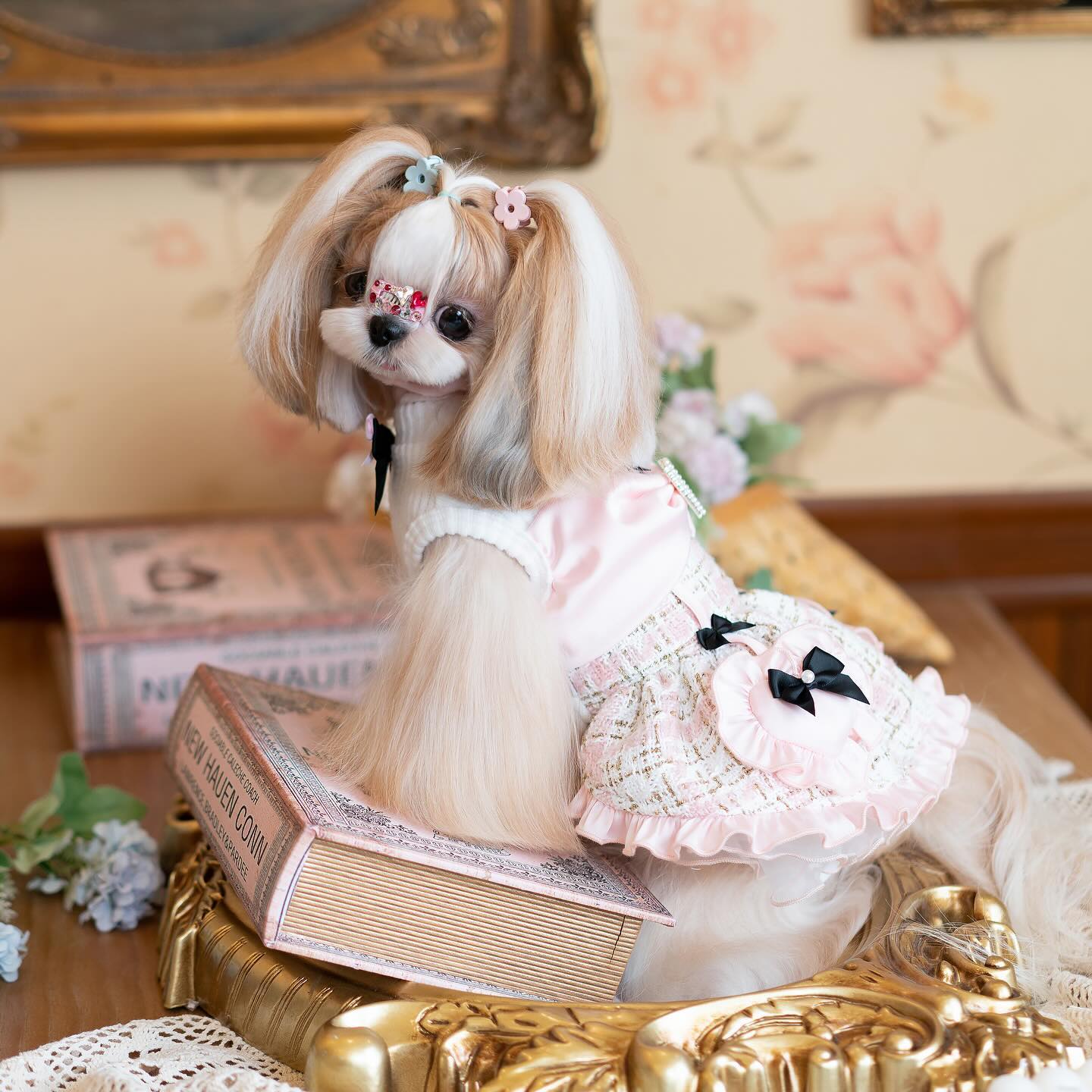 Dog in a pink outfit sitting on a decorative book with a vintage-style background