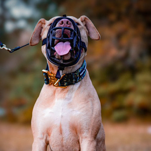 Dog wearing a muzzle and collar with a blurred natural background