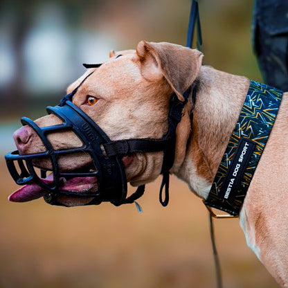 Dog wearing a muzzle and colorful collar with a blurred natural background