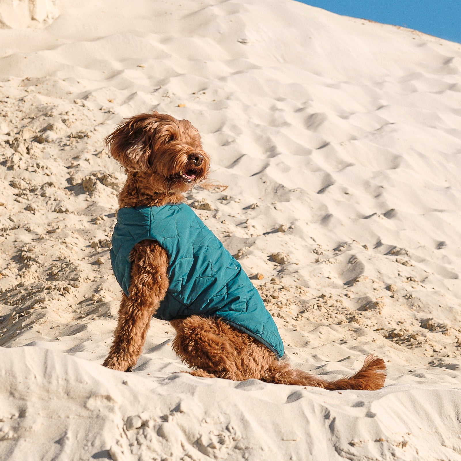 Dog wearing a blue jacket sitting on sandy terrain