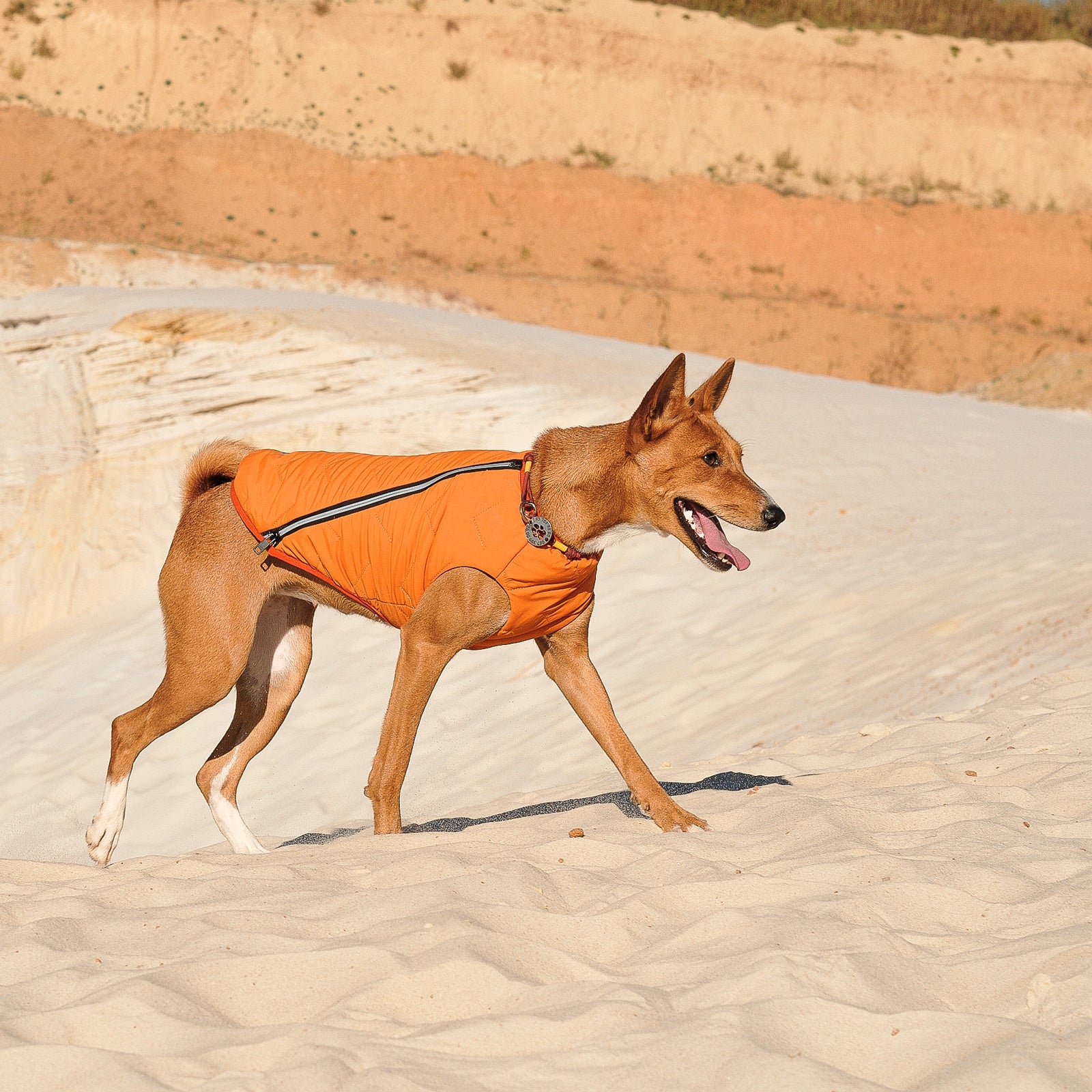 Dog wearing an orange jacket walking on sand with a desert landscape in the background