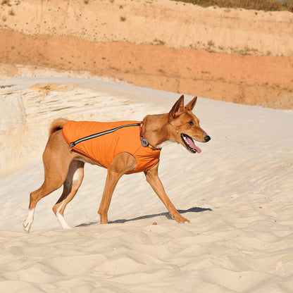 Dog wearing an orange jacket walking on sand with a desert landscape in the background
