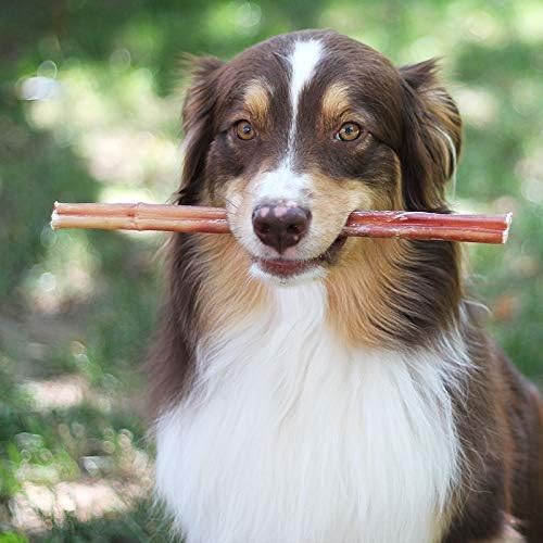 Dog holding a stick in its mouth with a blurred green background