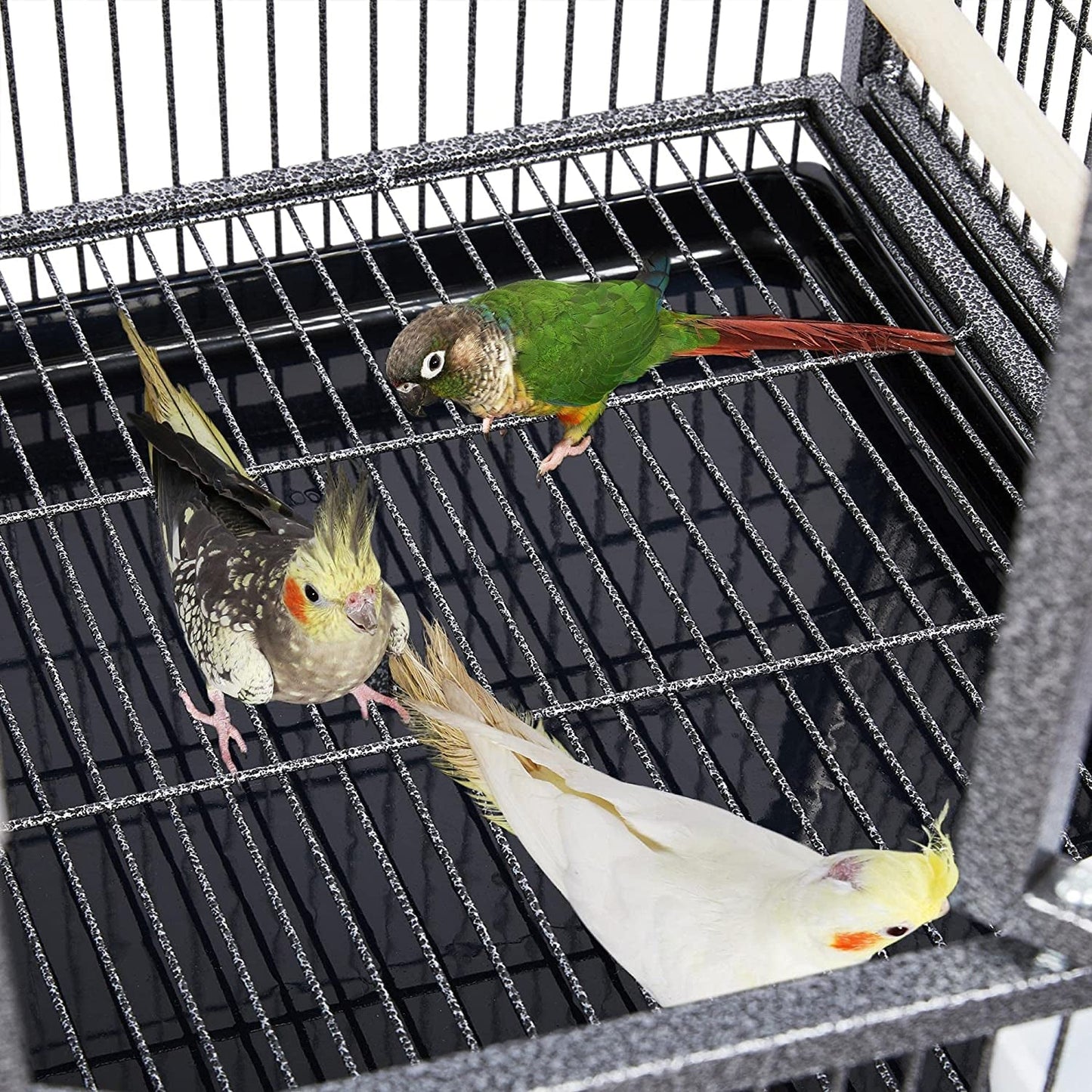 Three cockatiels in a birdcage with a black background