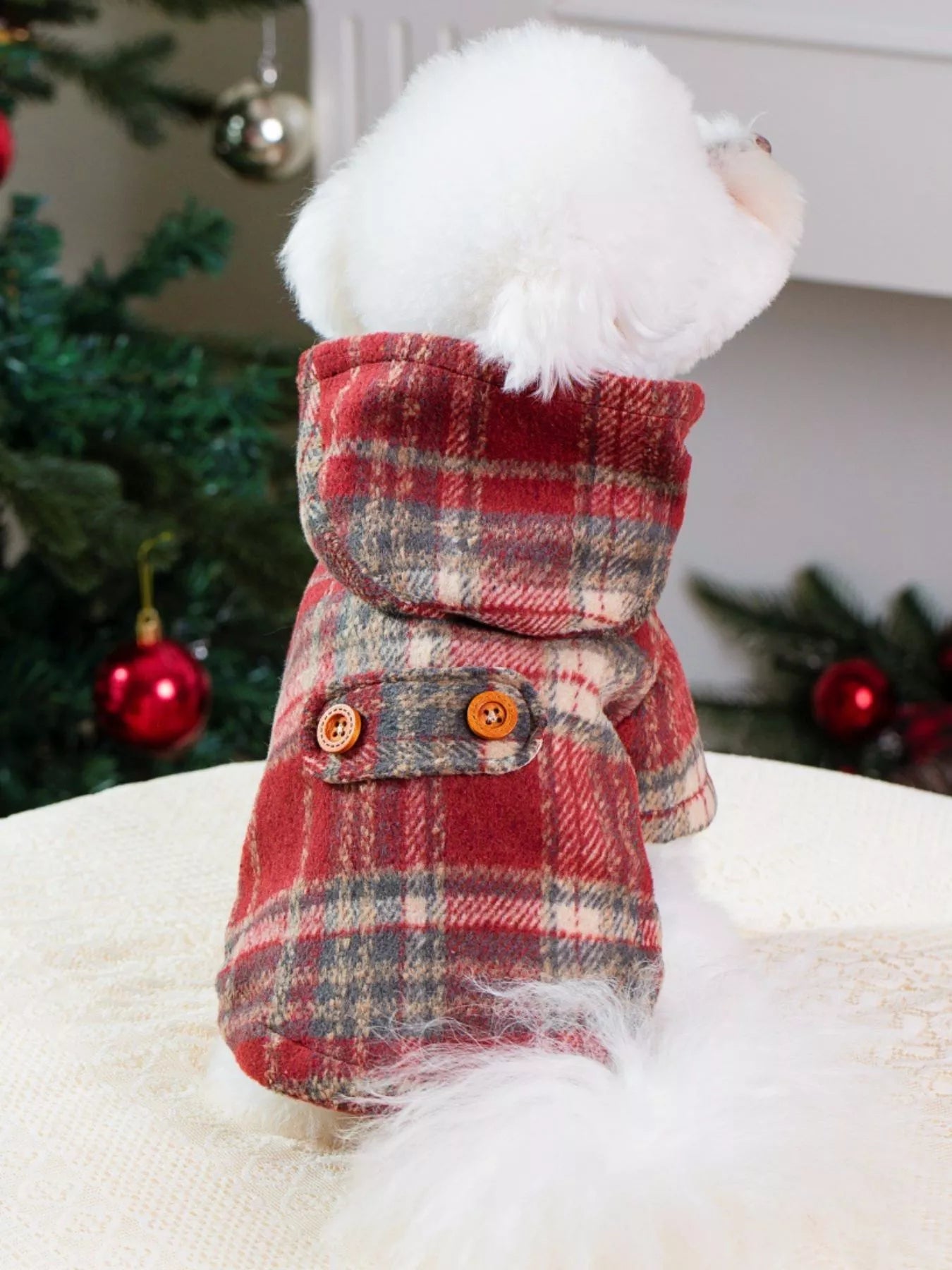 Small dog wearing a red plaid coat with buttons, sitting on a white surface with Christmas decorations in the background.
