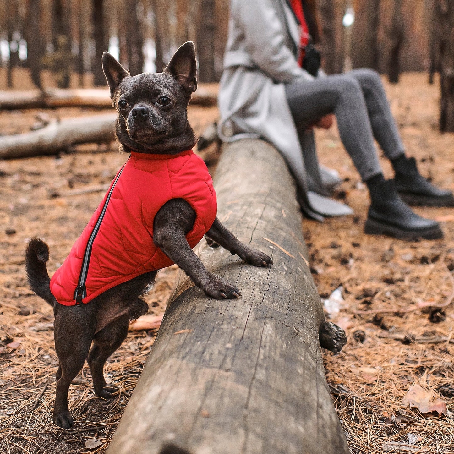 Small dog in a red jacket standing on a log in a forest with people in the background.