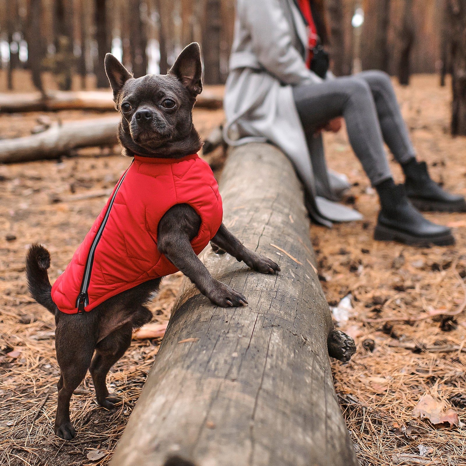 Small dog in a red jacket standing on a log in a forest with people in the background.