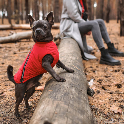 Small dog in a red jacket standing on a log in a forest with people in the background.