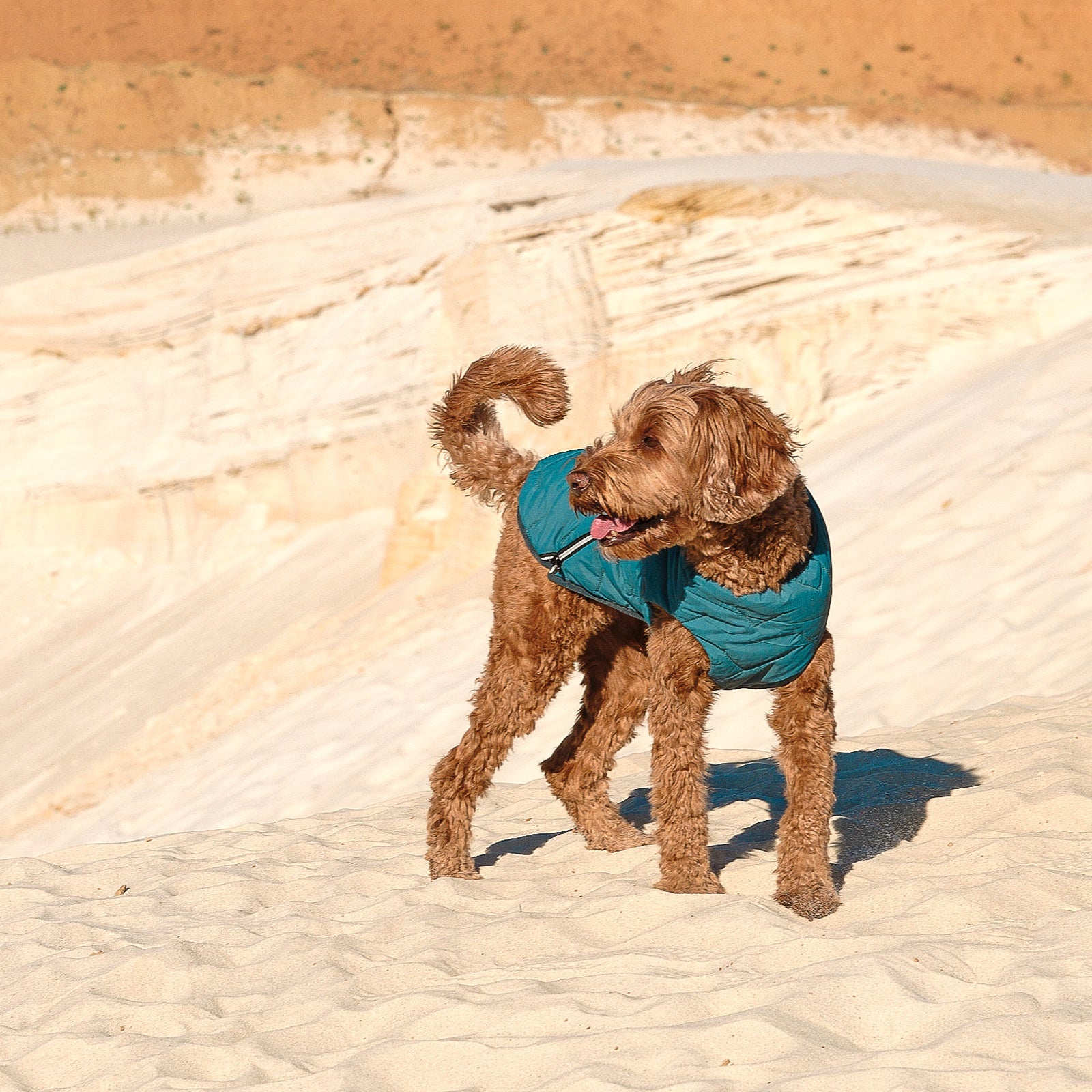 Dog wearing a blue coat standing on sandy terrain