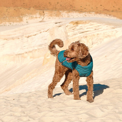 Dog wearing a blue coat standing on sandy terrain