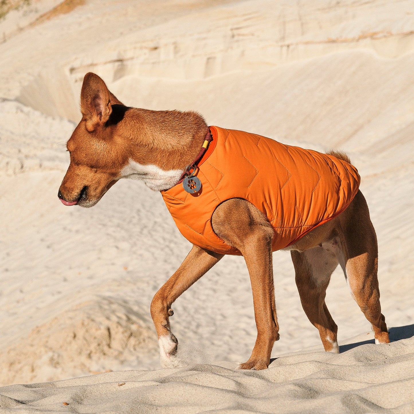 Dog wearing an orange coat walking on a sandy surface