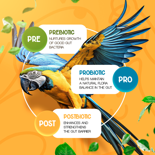 Parrot with probiotic text on an orange background